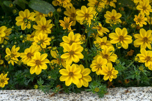 Yellow Bidens