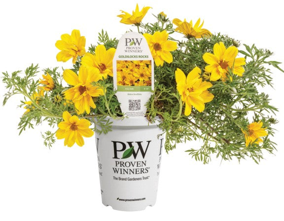 Goldilocks Rocks Bidens