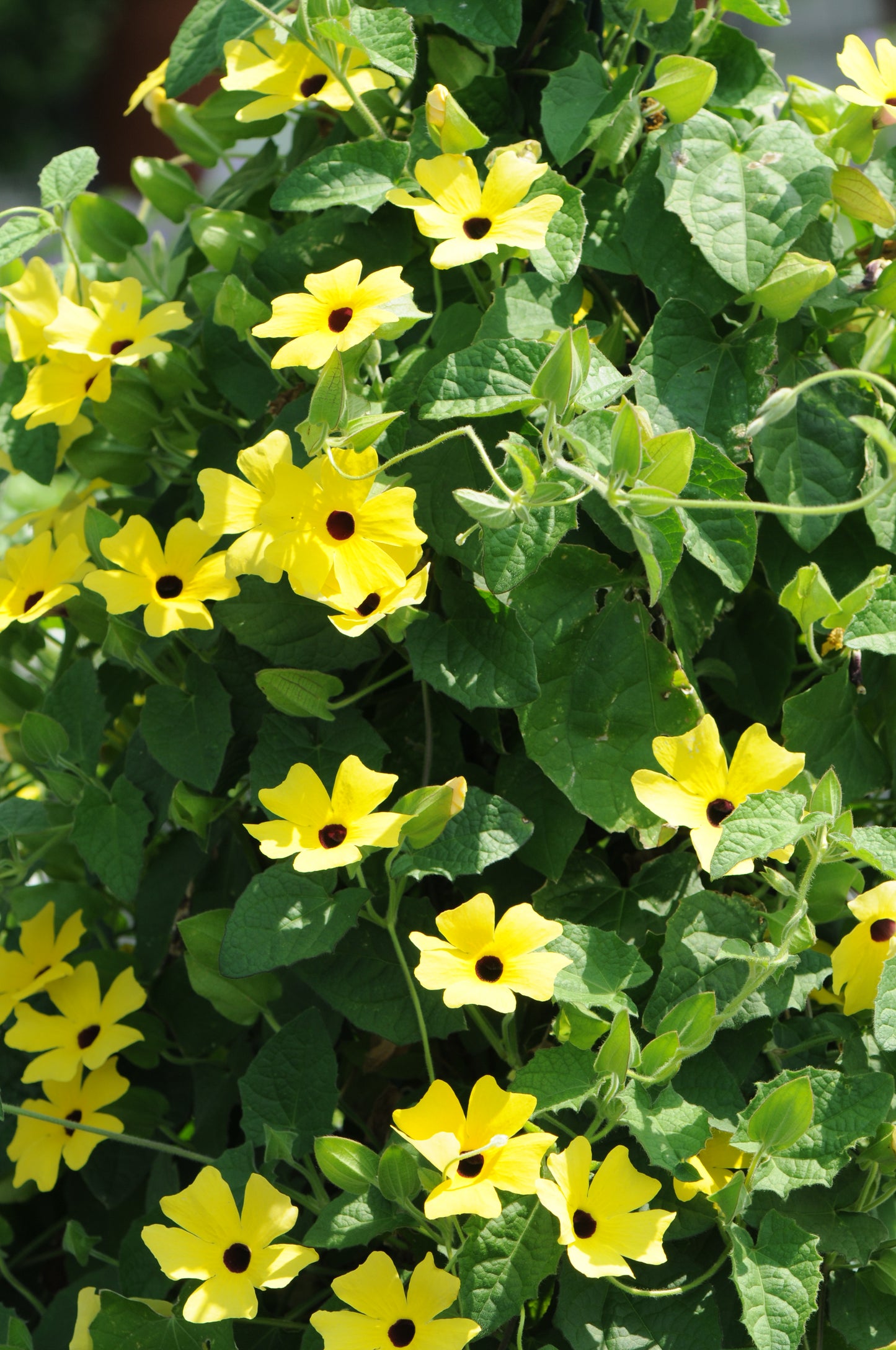 Thunbergia