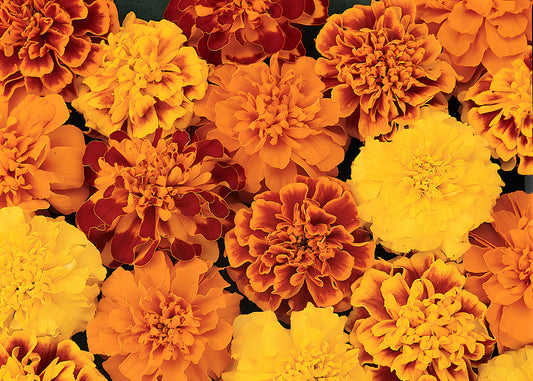 Bonanza Mix Marigold