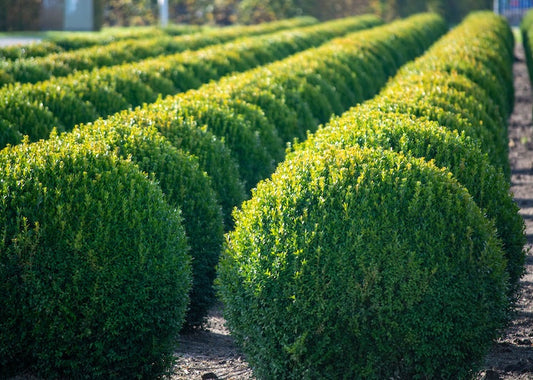Green Velvet Boxwood