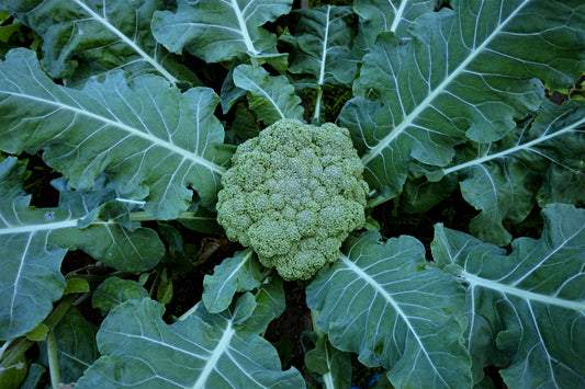 Broccoli