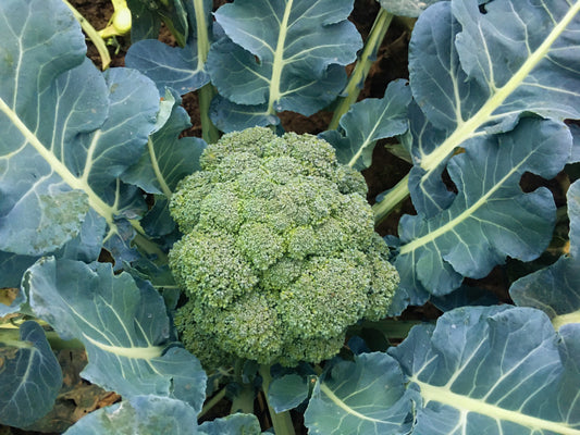 Broccoli 'Destiny'