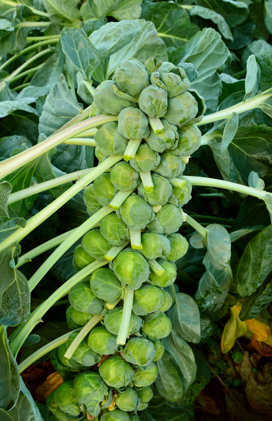 Brussel Sprout 'Jade Cross'