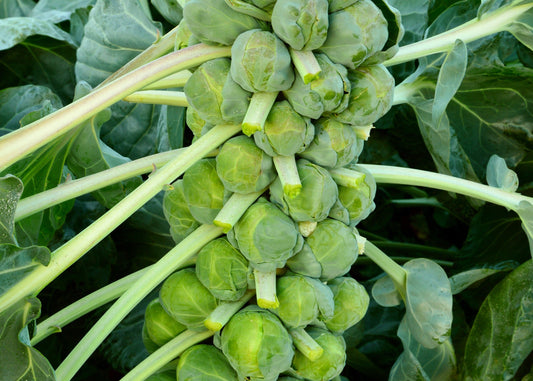 Jade Cross Brussel Sprout