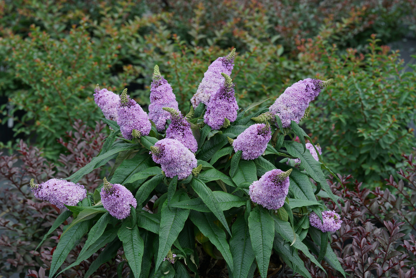 Pugster Amethyst Butterfly Bush