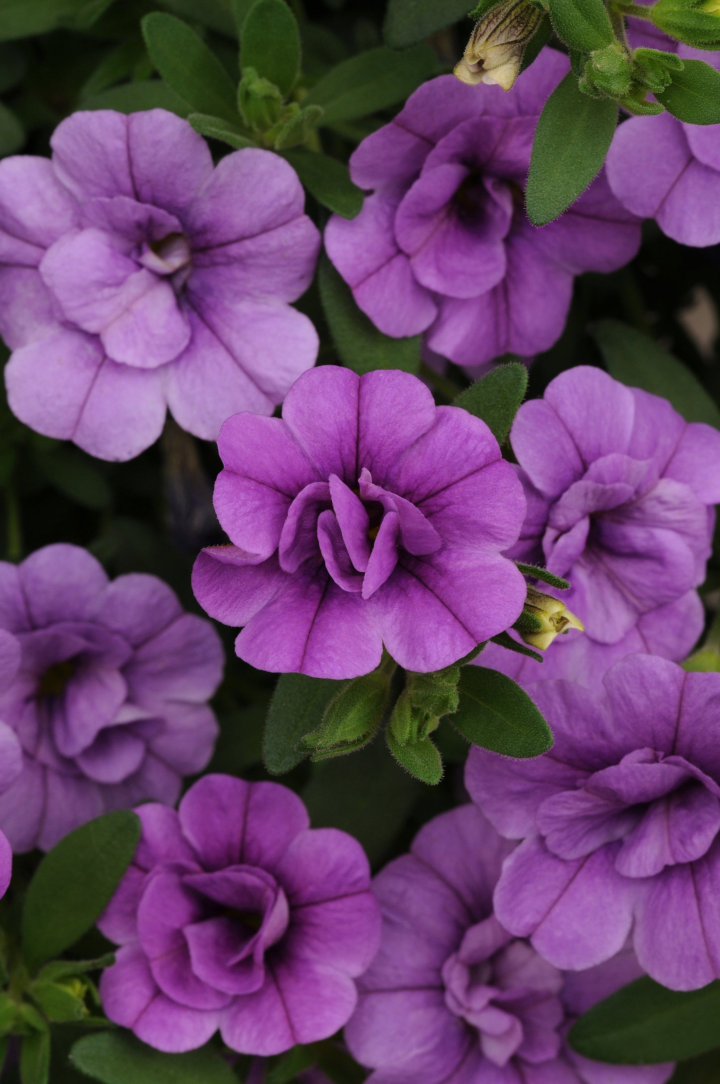 Calibrachoa MiniFamous® Neo Double