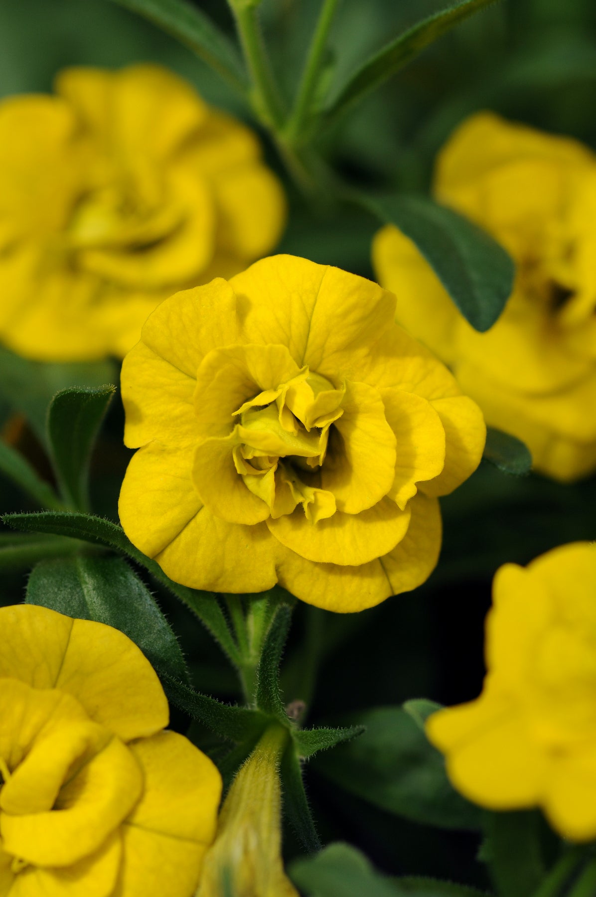 Calibrachoa MiniFamous® Neo Double