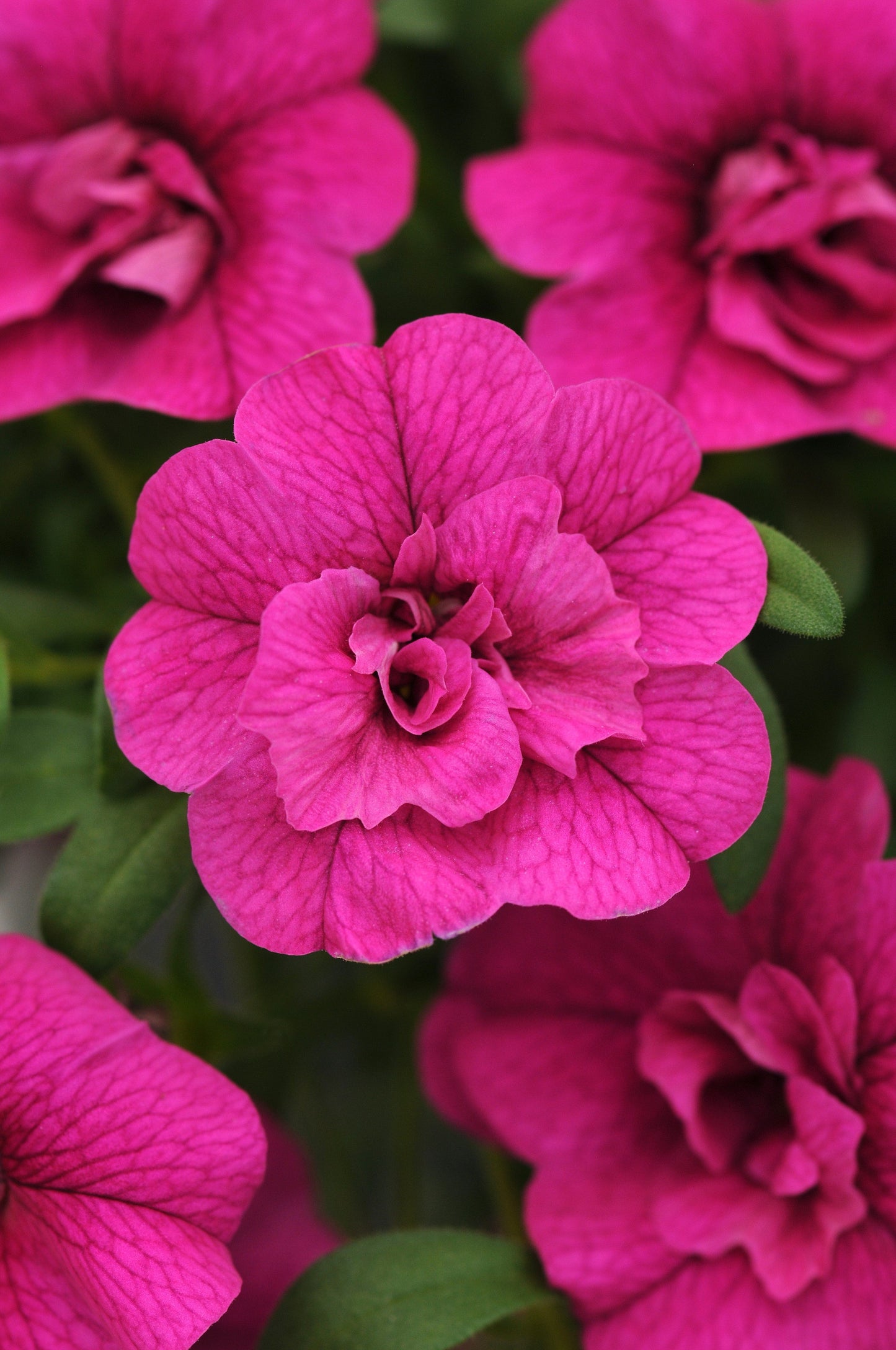 Calibrachoa MiniFamous® Neo Double