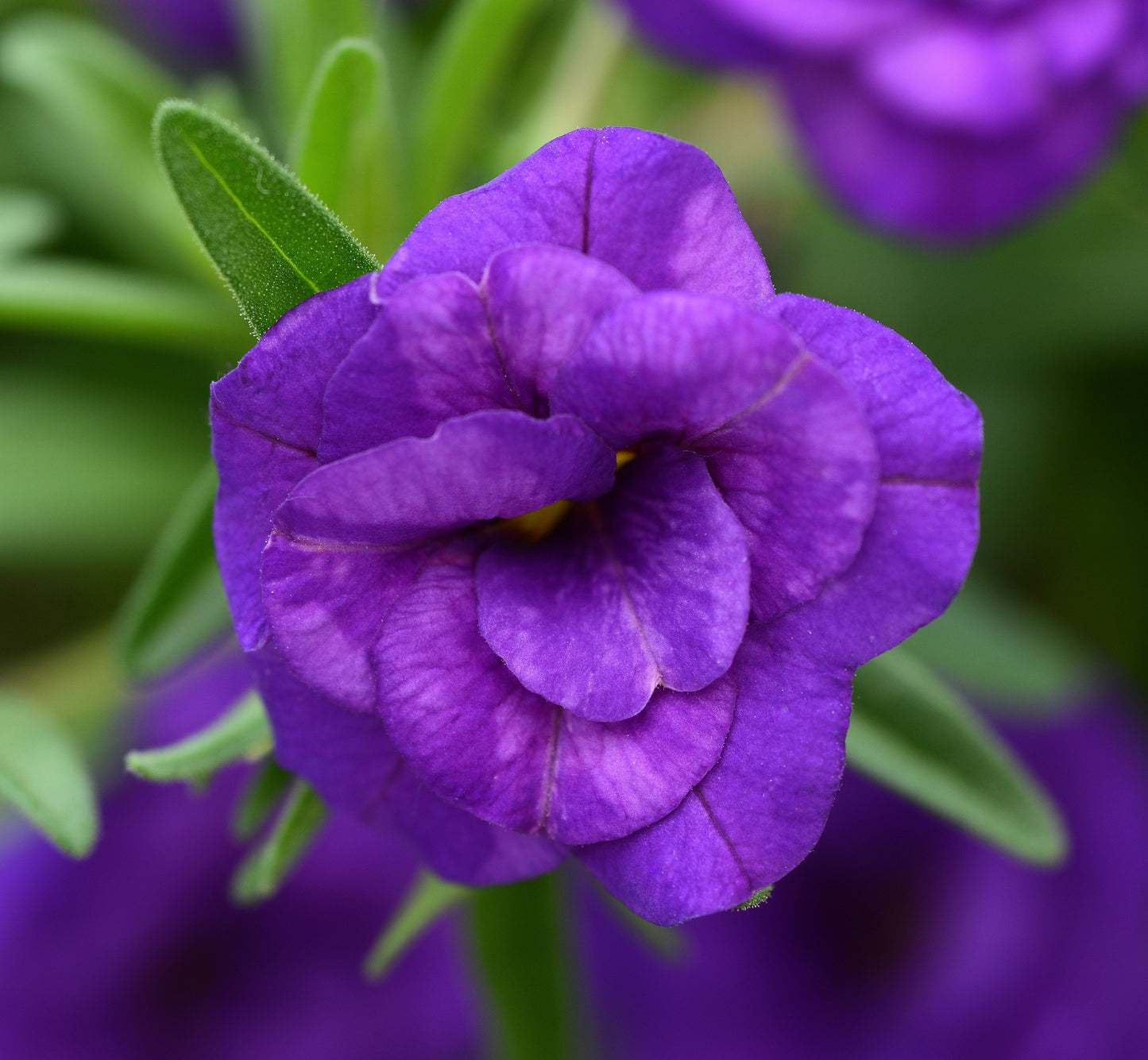 Calibrachoa MiniFamous® Neo Double