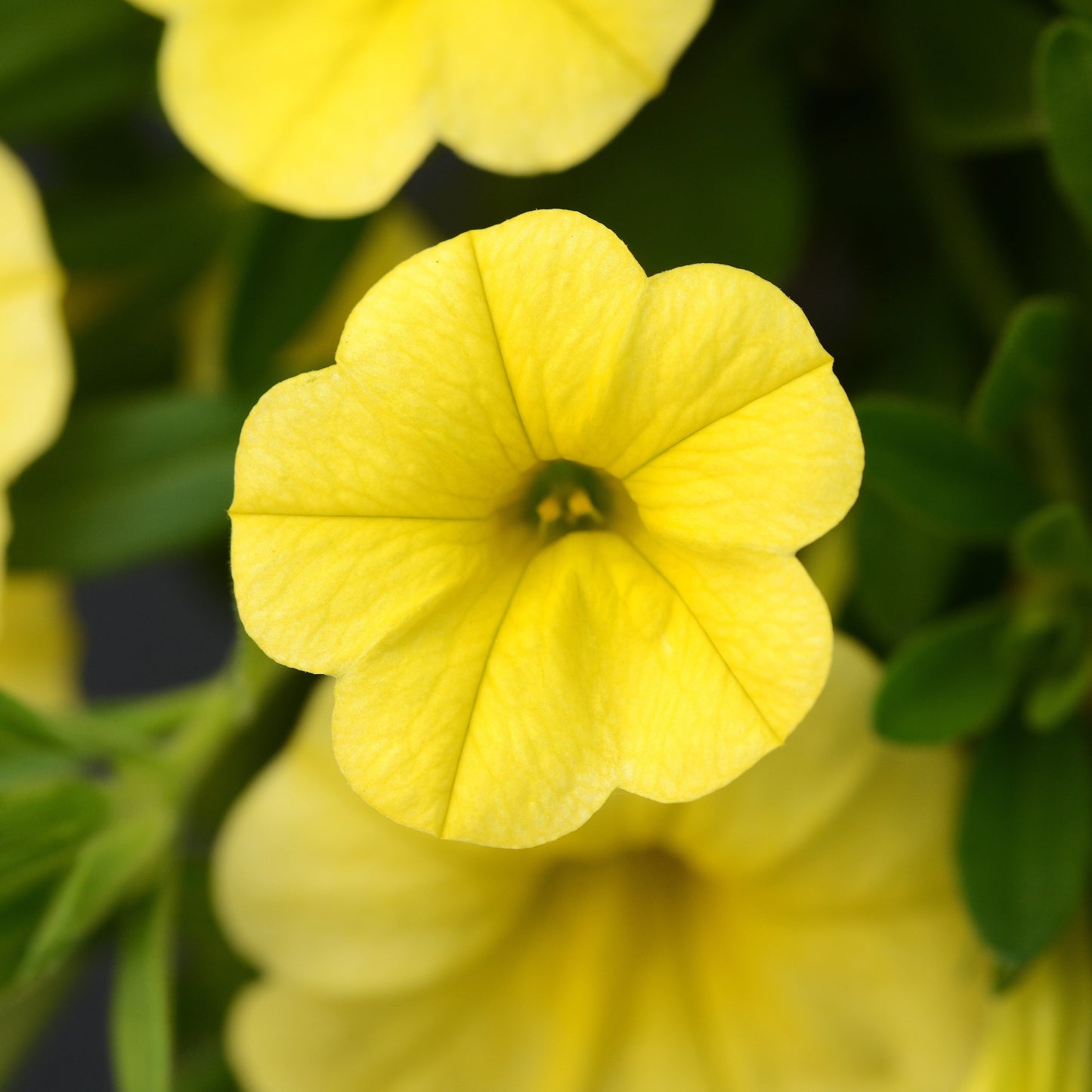 Calibrachoa MiniFamous® Neo