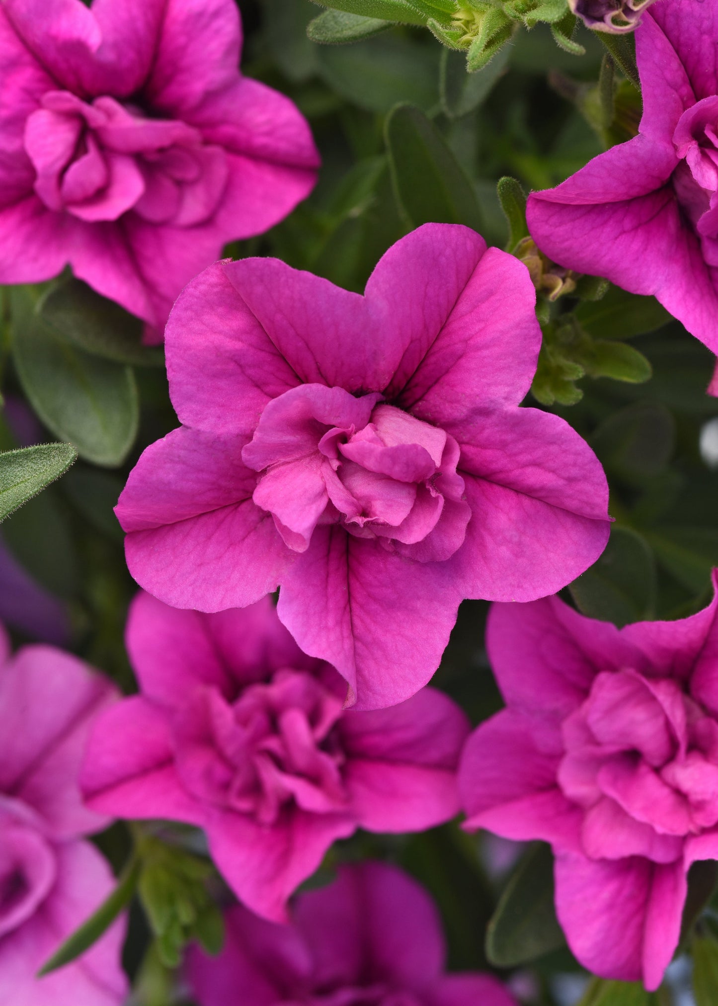 Calibrachoa MiniFamous® Neo Double