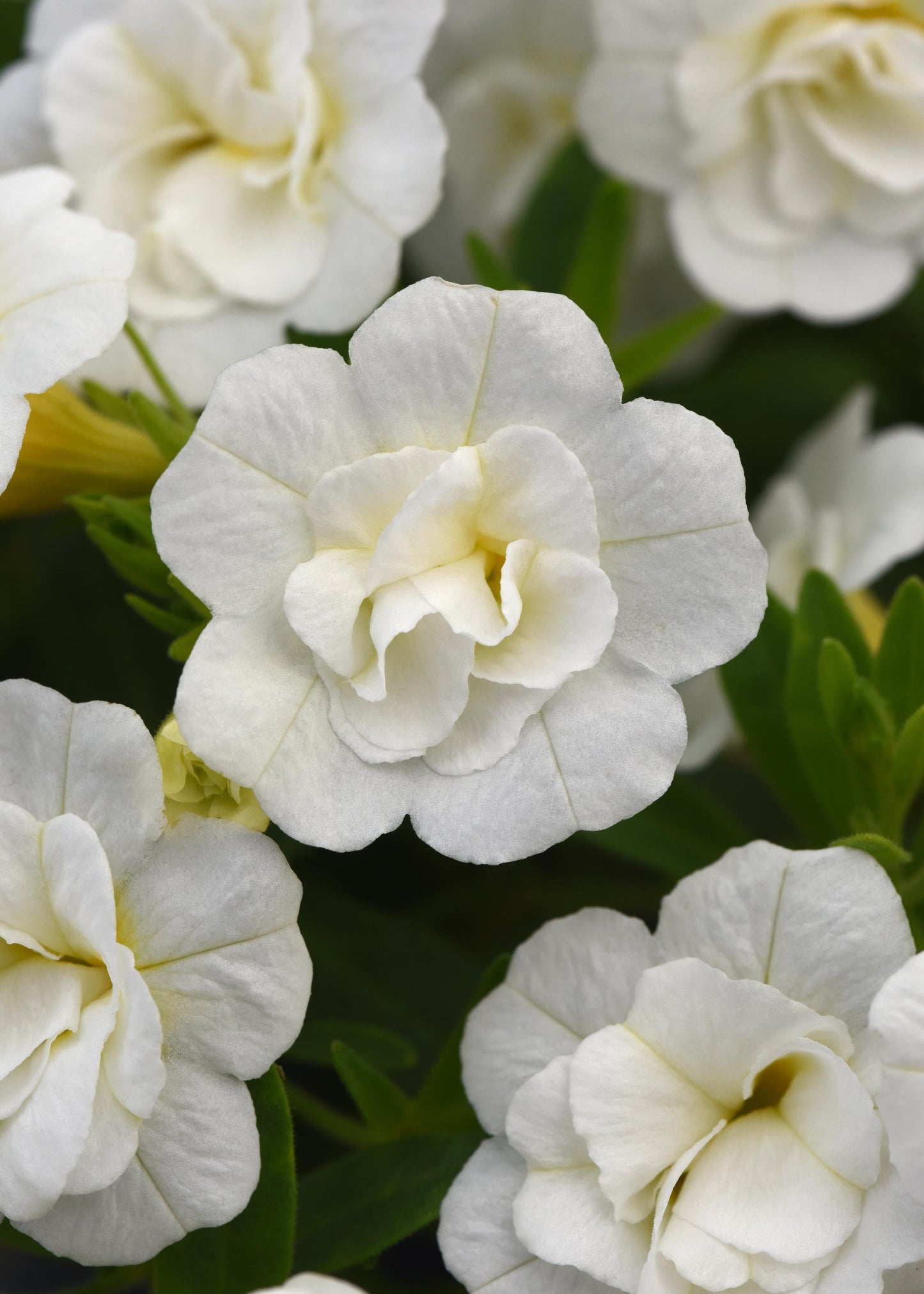 Calibrachoa MiniFamous® Neo Double