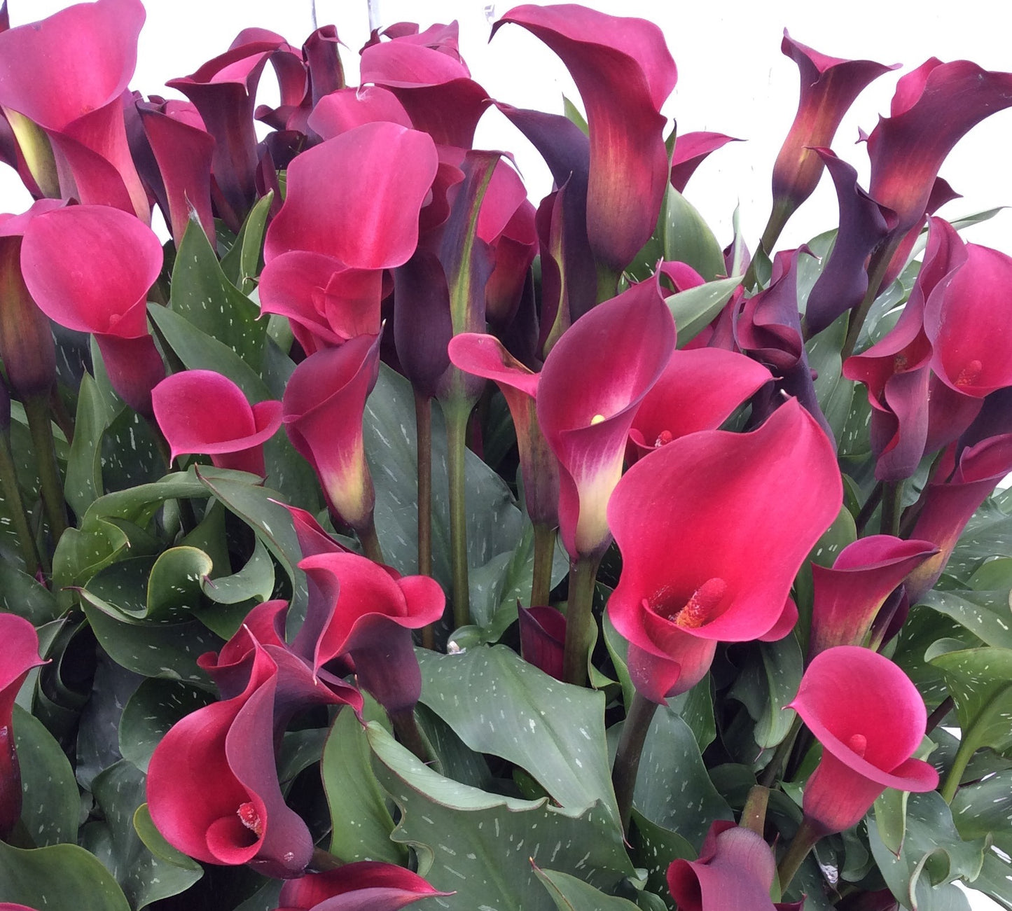 Calla Halifax 5"