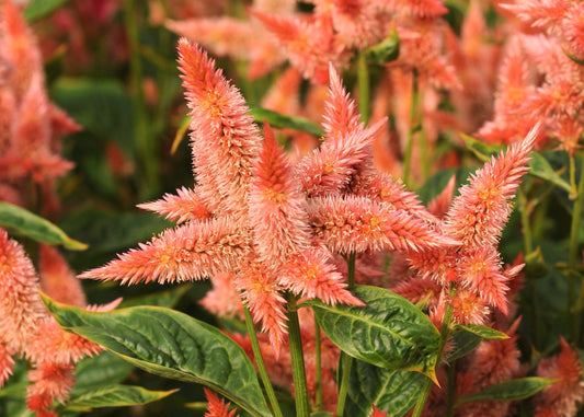 Celosia - Kosmo Salmon Orange