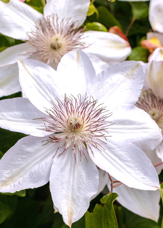 Clematis Kitty