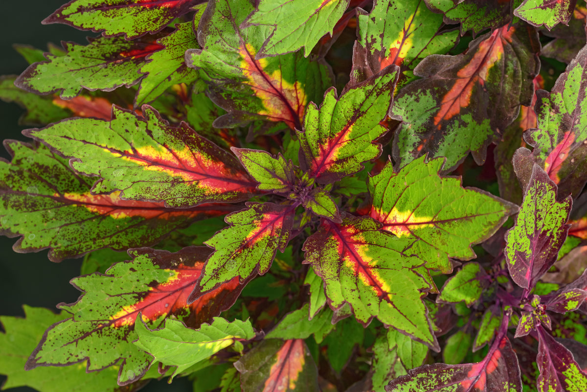 Special Effects Coleus
