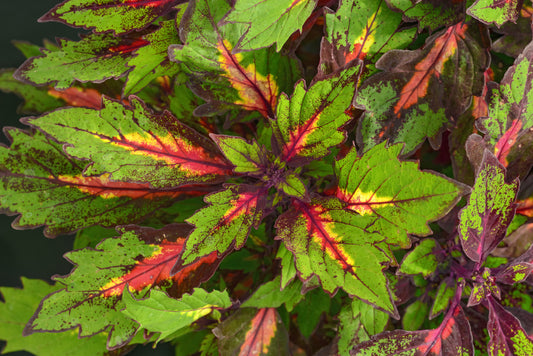 Special Effects Coleus