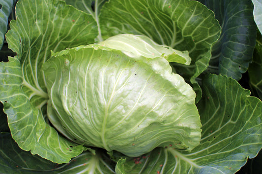 Early Golden Acres Cabbage