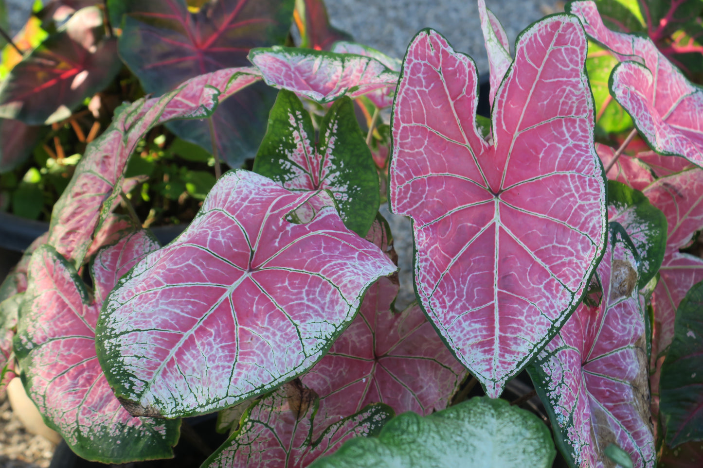 Caladium Pink Splash 5"