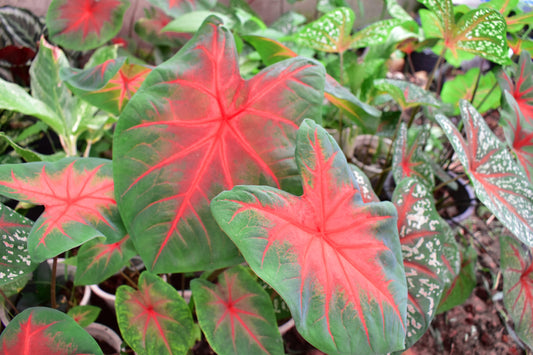 Caladium Postman Joyner 5"