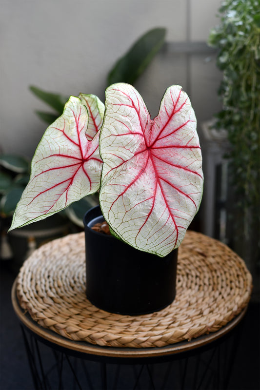 Caladium White Queen