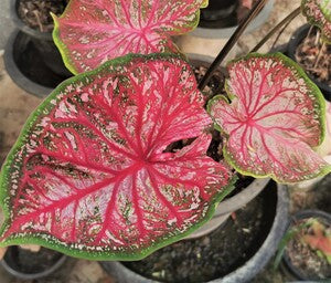 Caladium Pink Beauty 5"