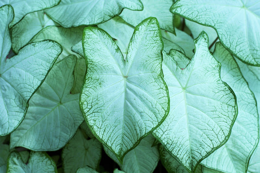 Caladium Moonlight 5"