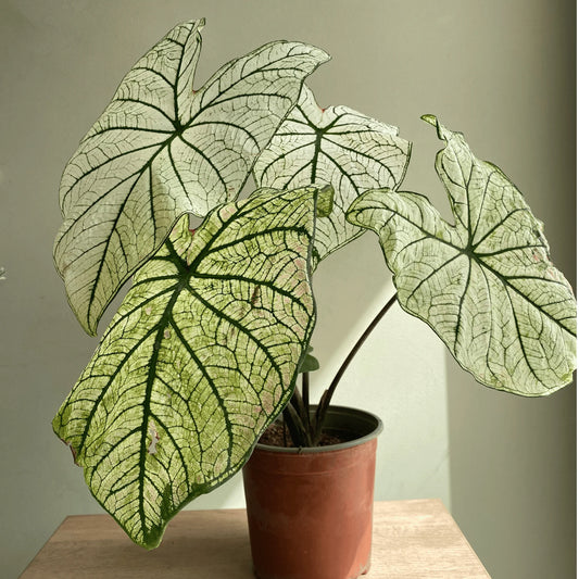 Caladium Allure 5"