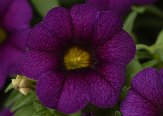Dark Blue Calibrachoa