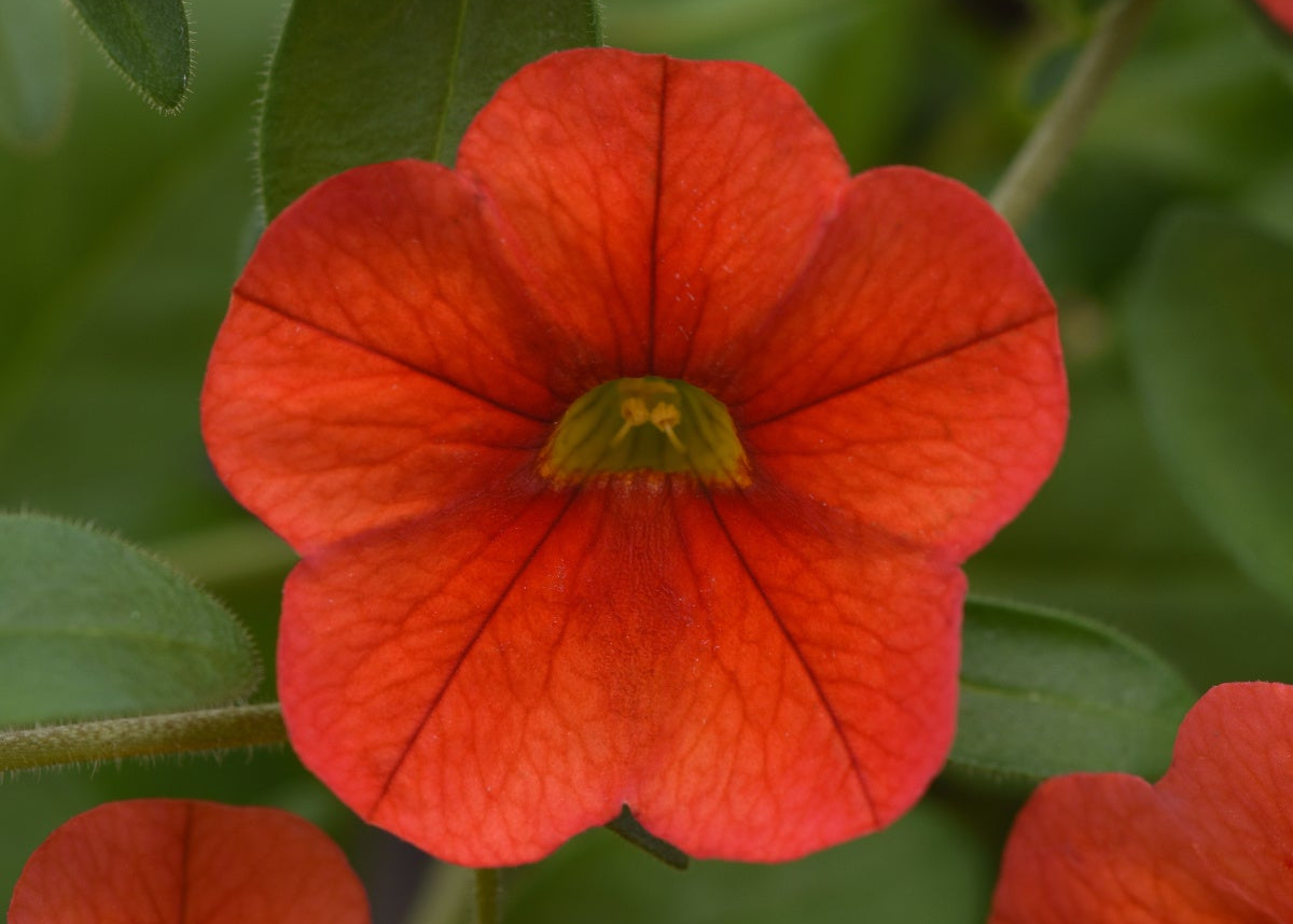 Deep Orange Calibrachoa