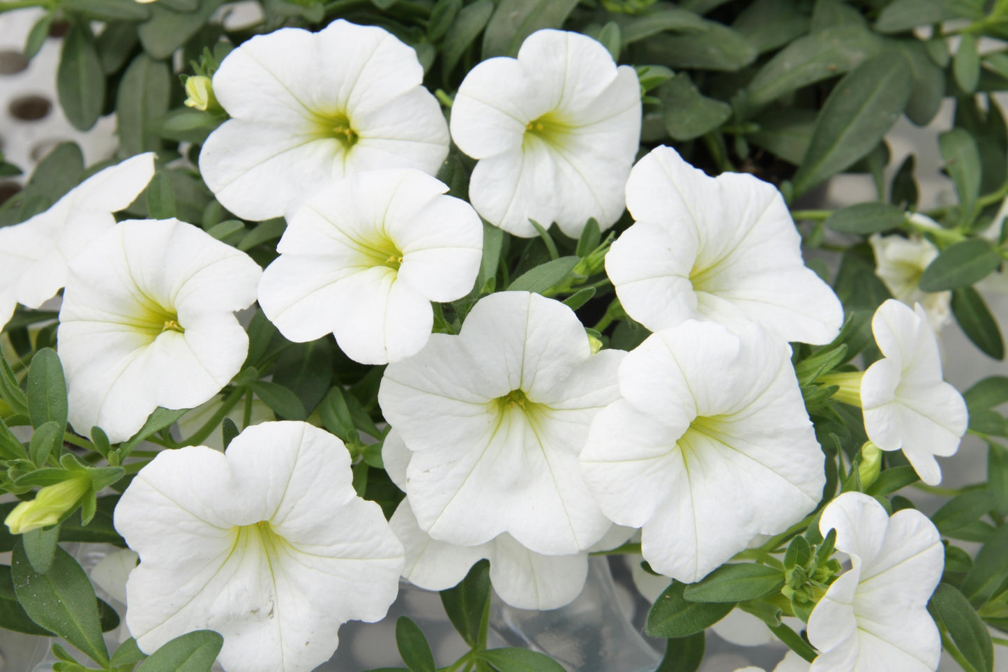 White Calibrachoa