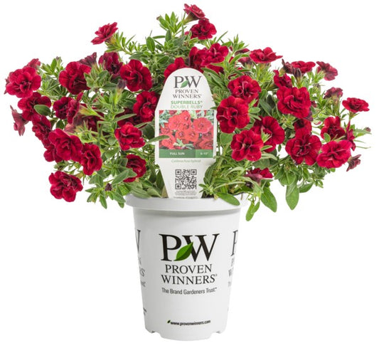 Double Ruby Superbells