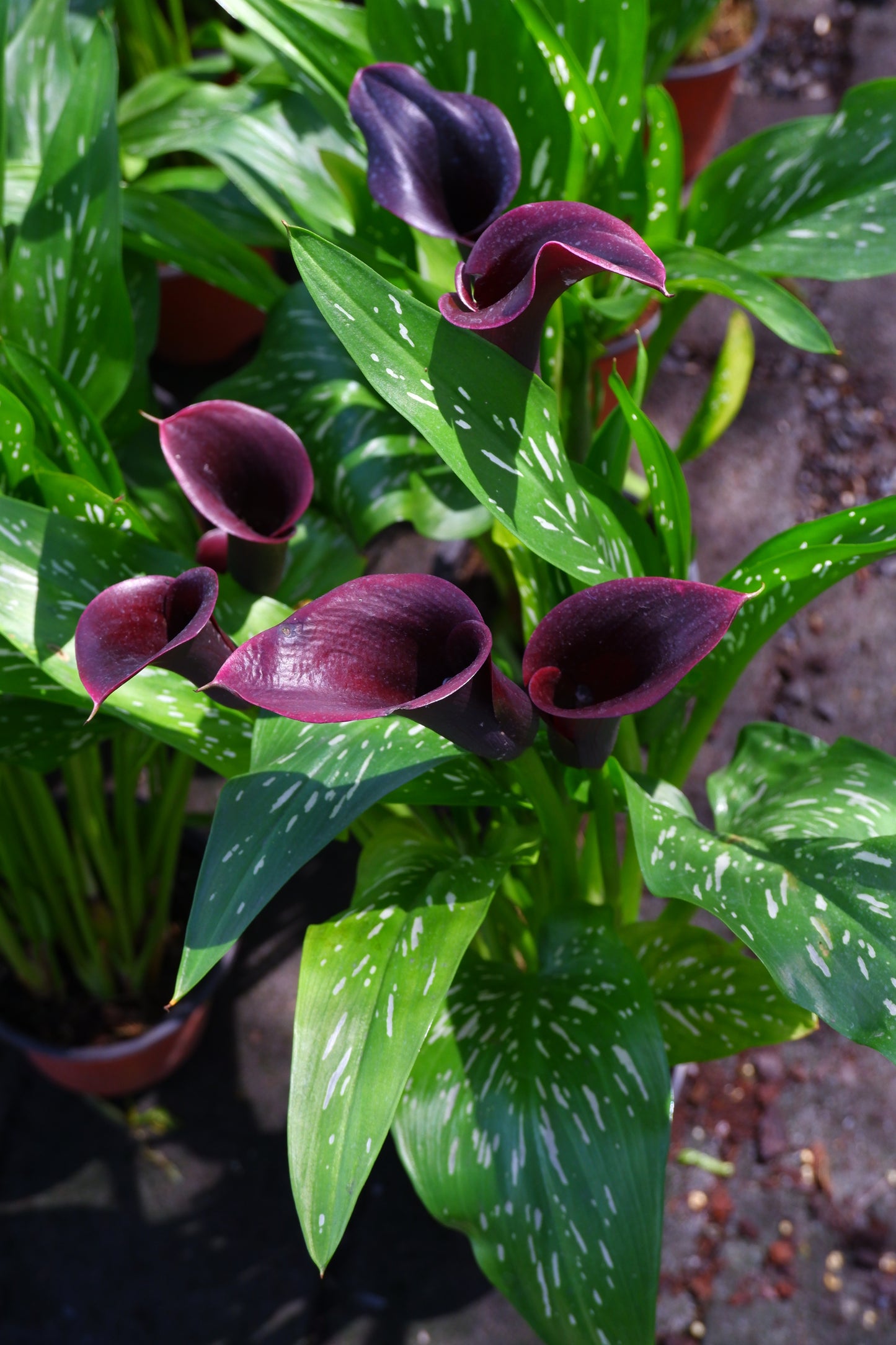 Calla Black Hero 5"