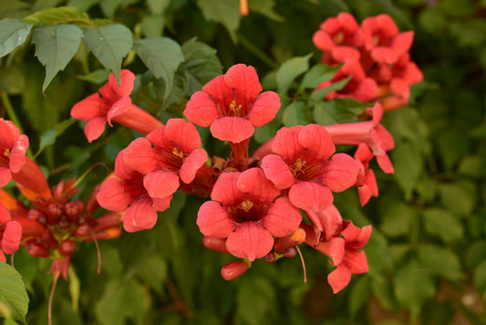 Flamenco Trumpet vine