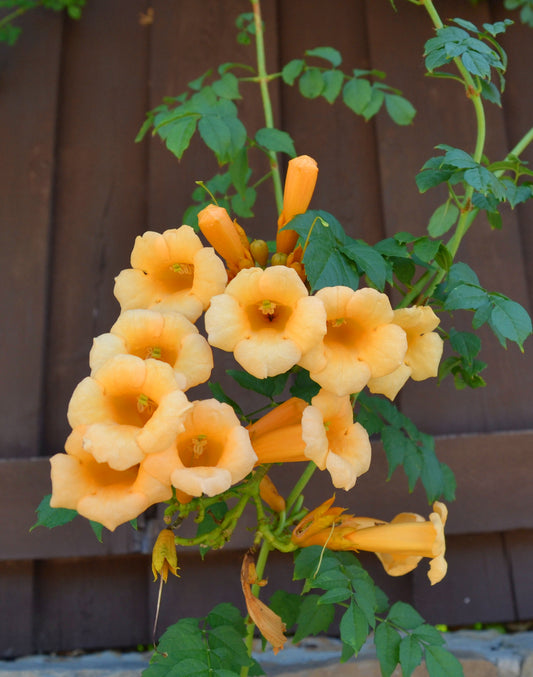 Yellow Trumpet Vine