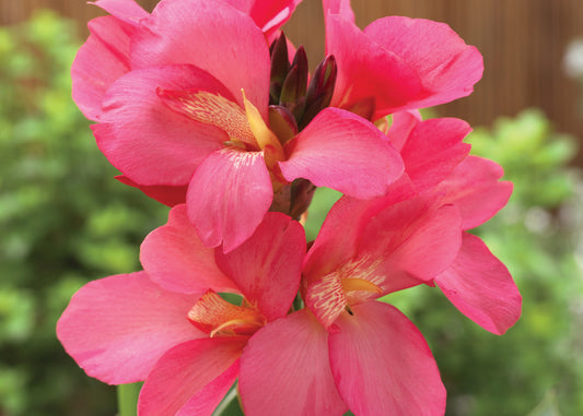 Cannova Rose Canna