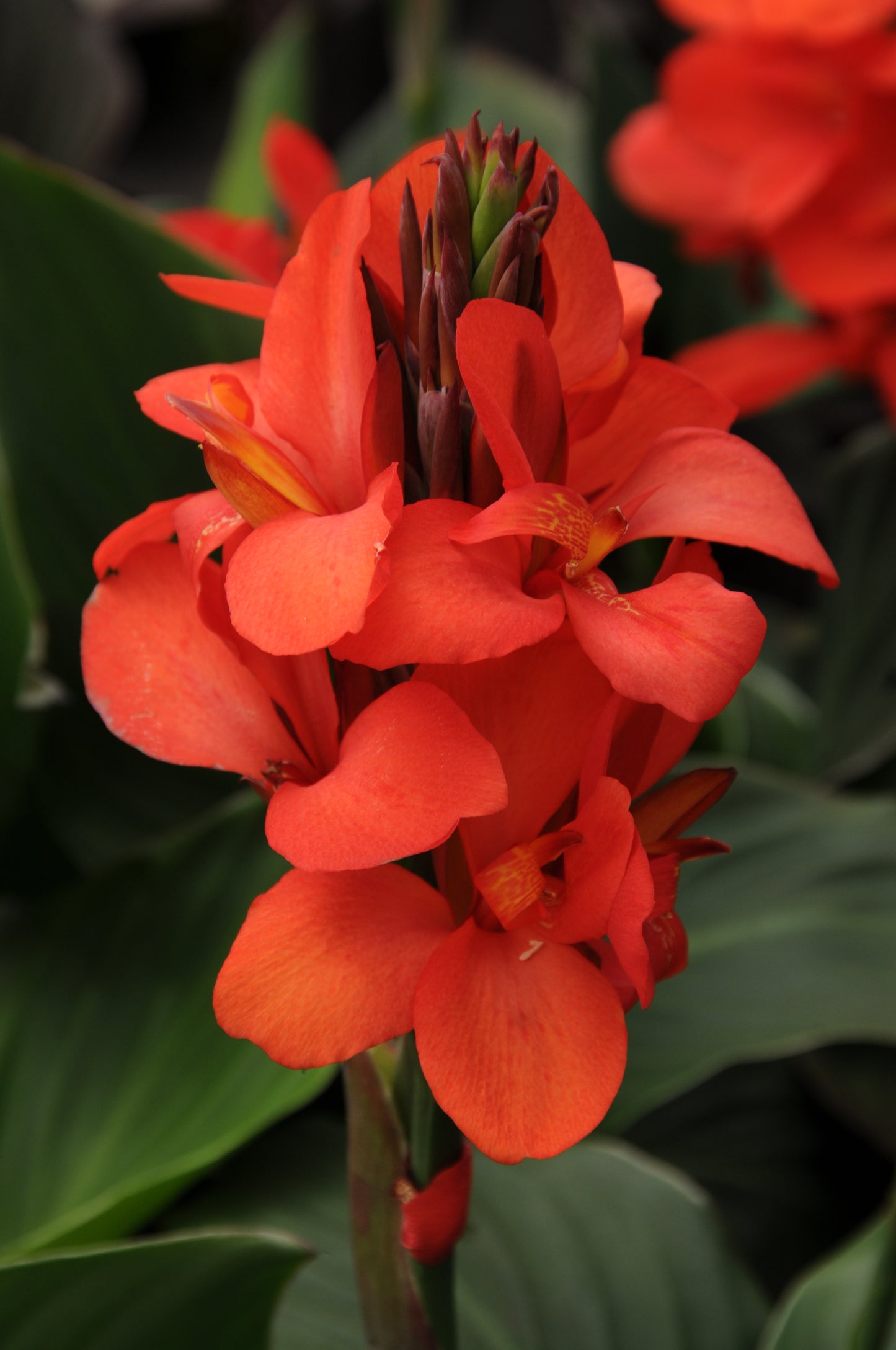Red Flame Canna
