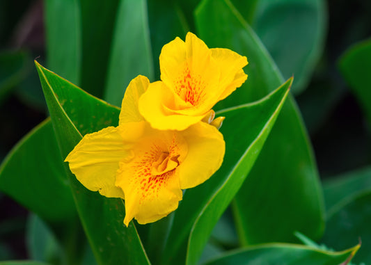 Cannova Yellow Canna