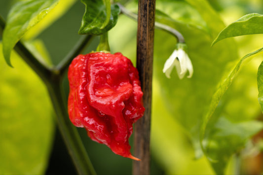 Carolina Reaper Hot Pepper