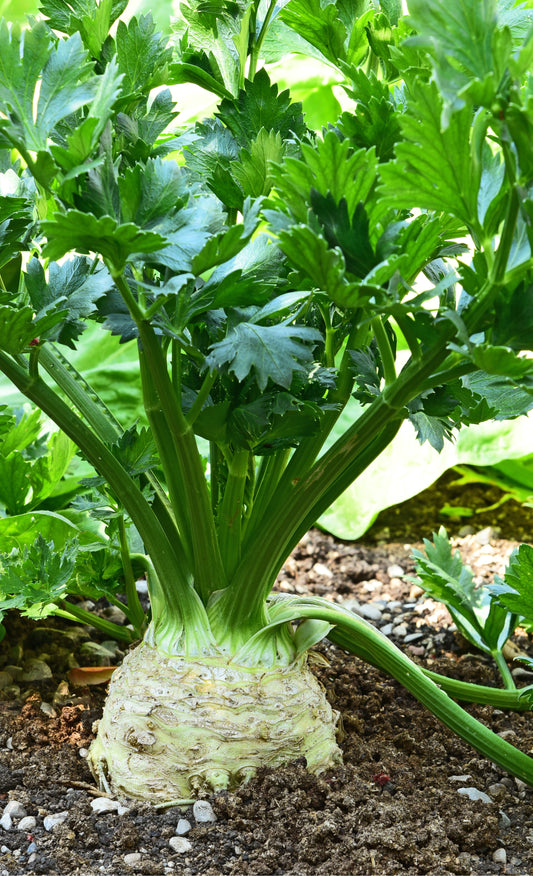 Celeriac