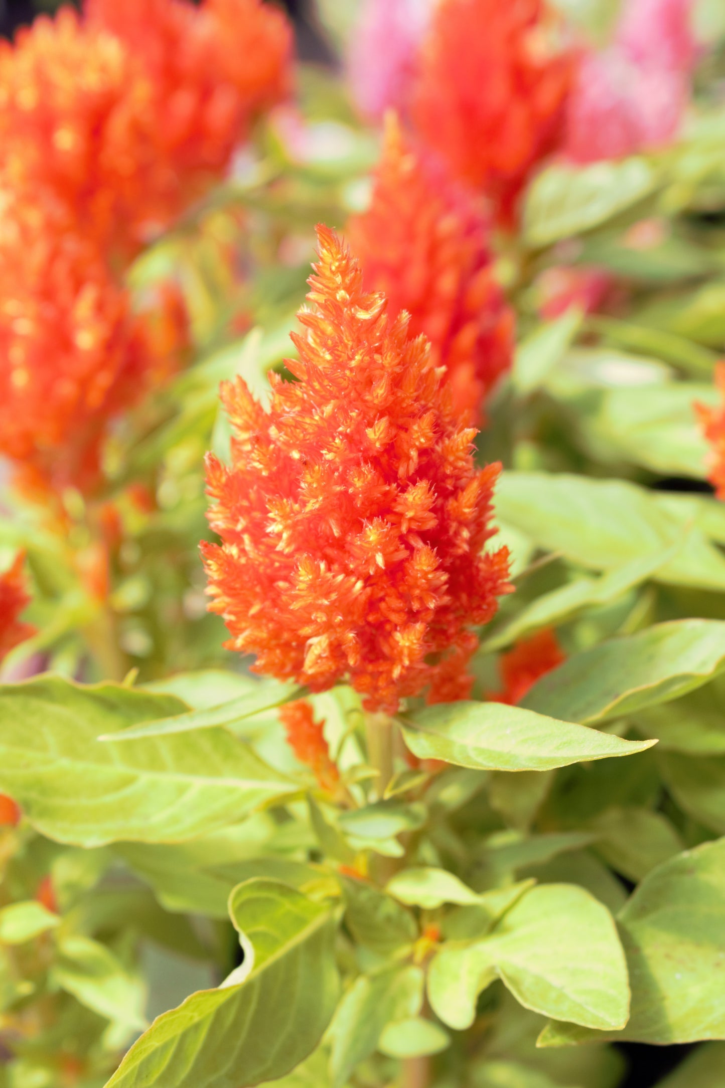 Celosia Castle – HC Gardens