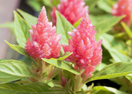 Castle Pink Celosia