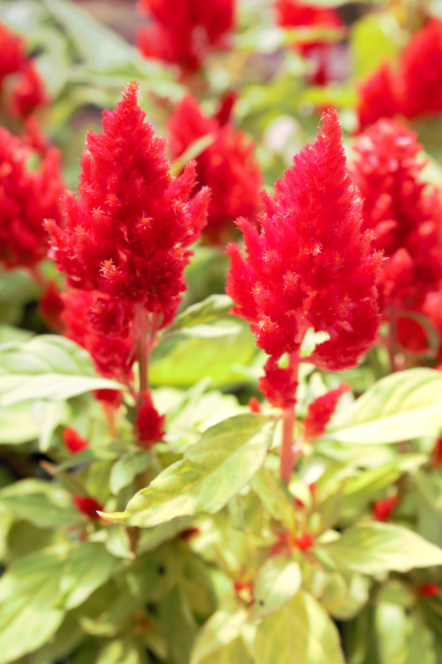 Celosia Castle – HC Gardens