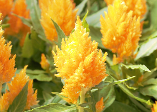 Castle Yellow Celosia