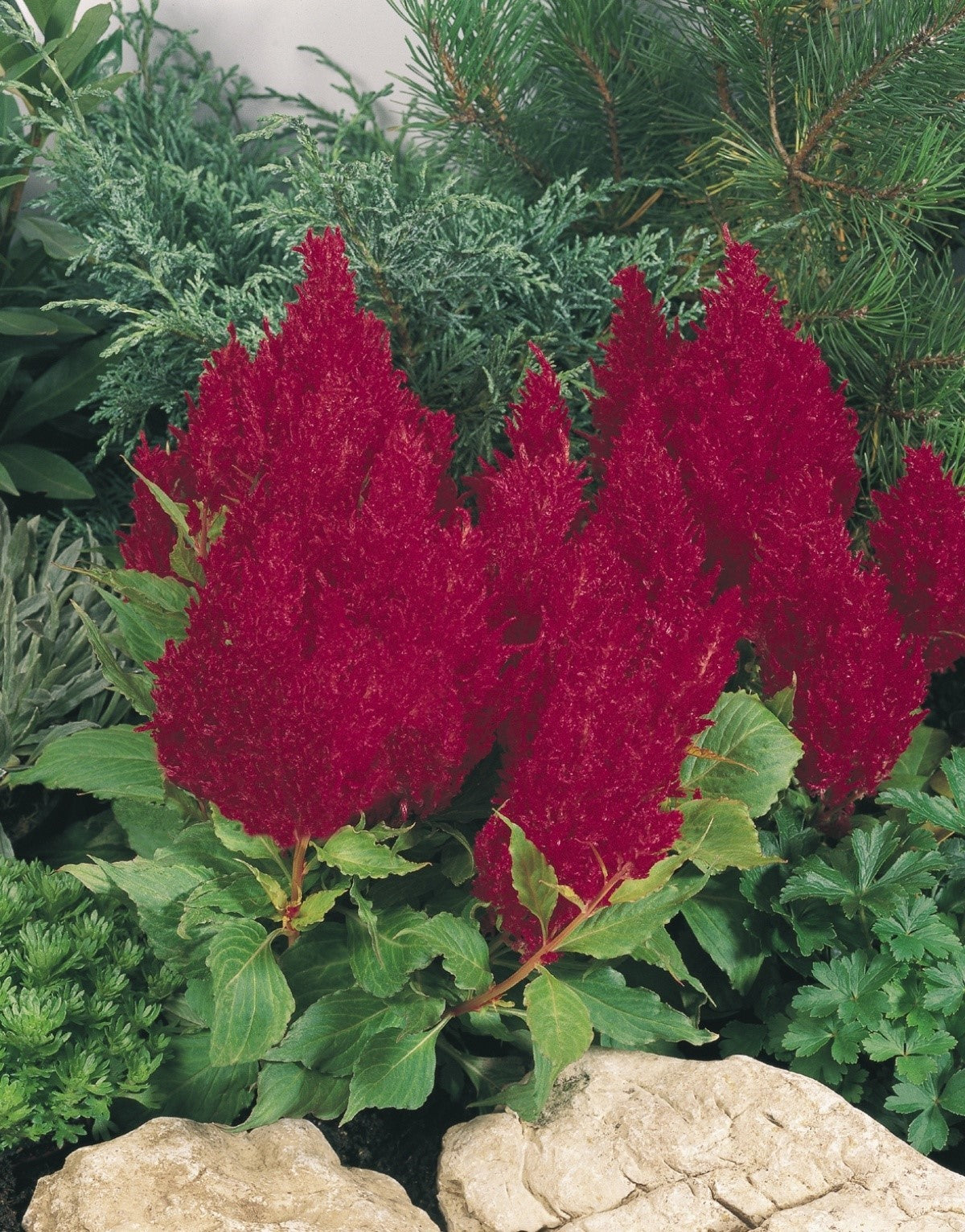 Celosia New Look Red