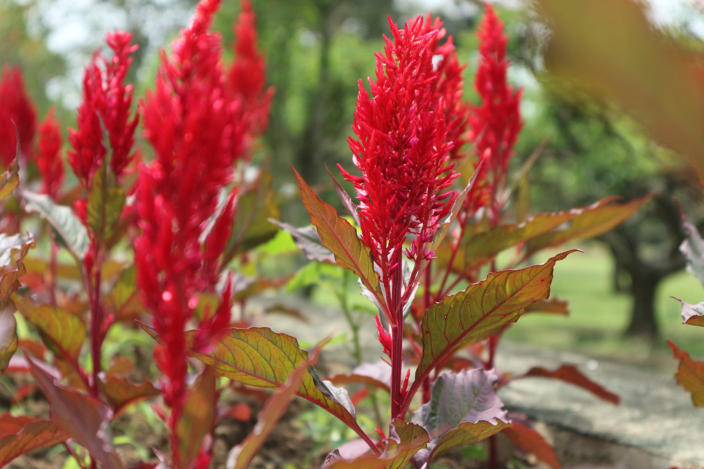 New Look Red Celosia