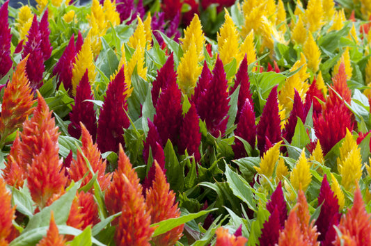 Assorted Celosia