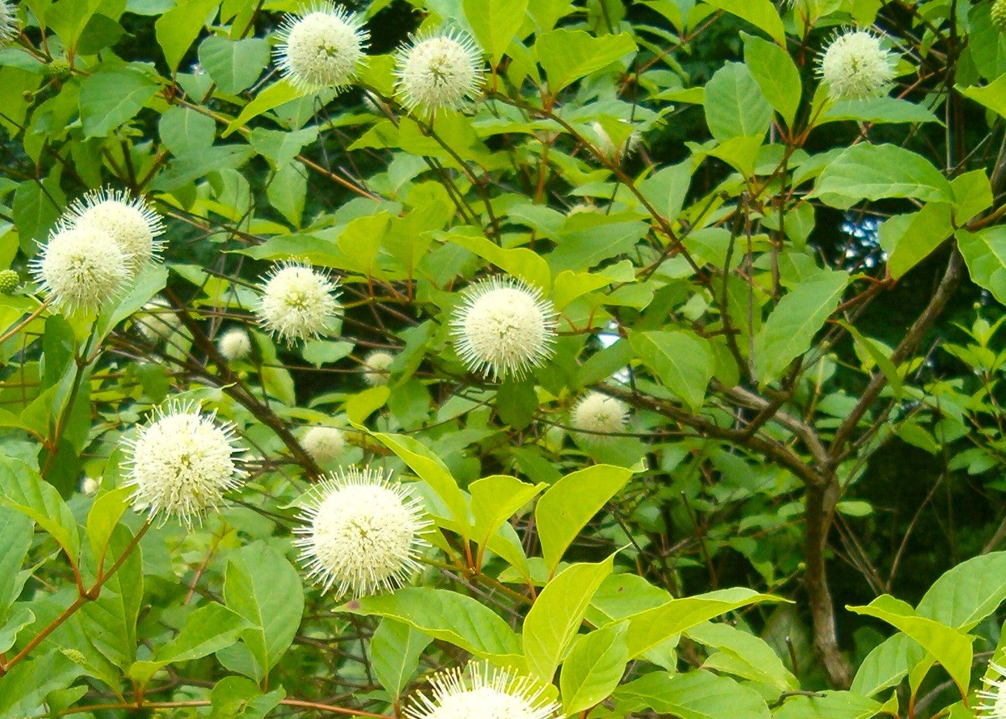 Buttonbush