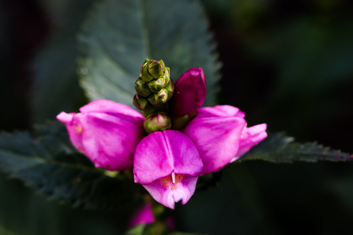Tiny Tortuga Turtlehead